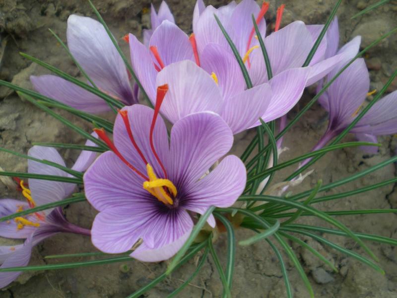 藏红花种球种子种植苗番红花花卉冬季西红花苗球根盆栽中药材