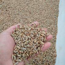 广西宜州区，本人养殖黑水虻，现已成规模，大量出售。