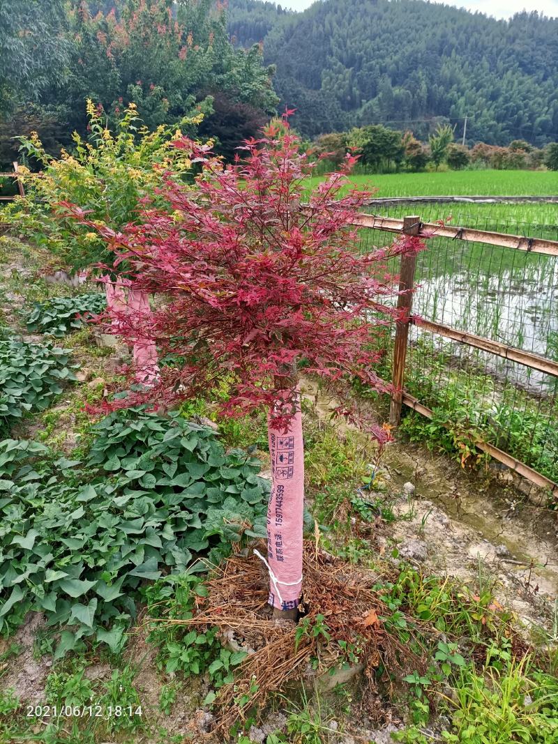枫树供应枫树三季枫日本红枫羽毛枫中枫