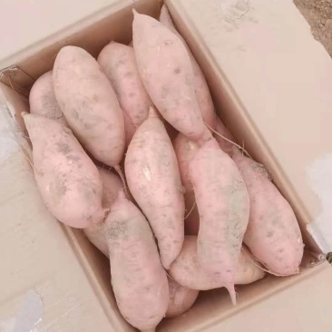 红薯，红薯，地瓜，地瓜，地瓜，地瓜，地瓜，红薯，红薯红薯