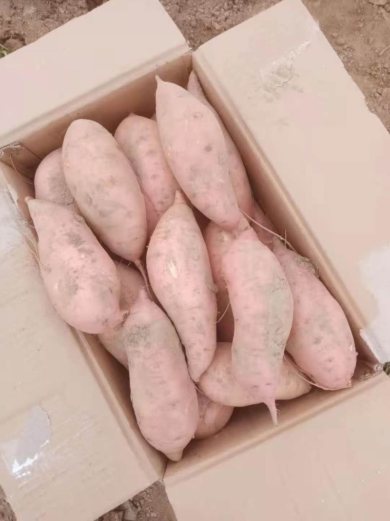 红薯，红薯，地瓜，地瓜，地瓜，地瓜，地瓜，红薯，红薯红薯