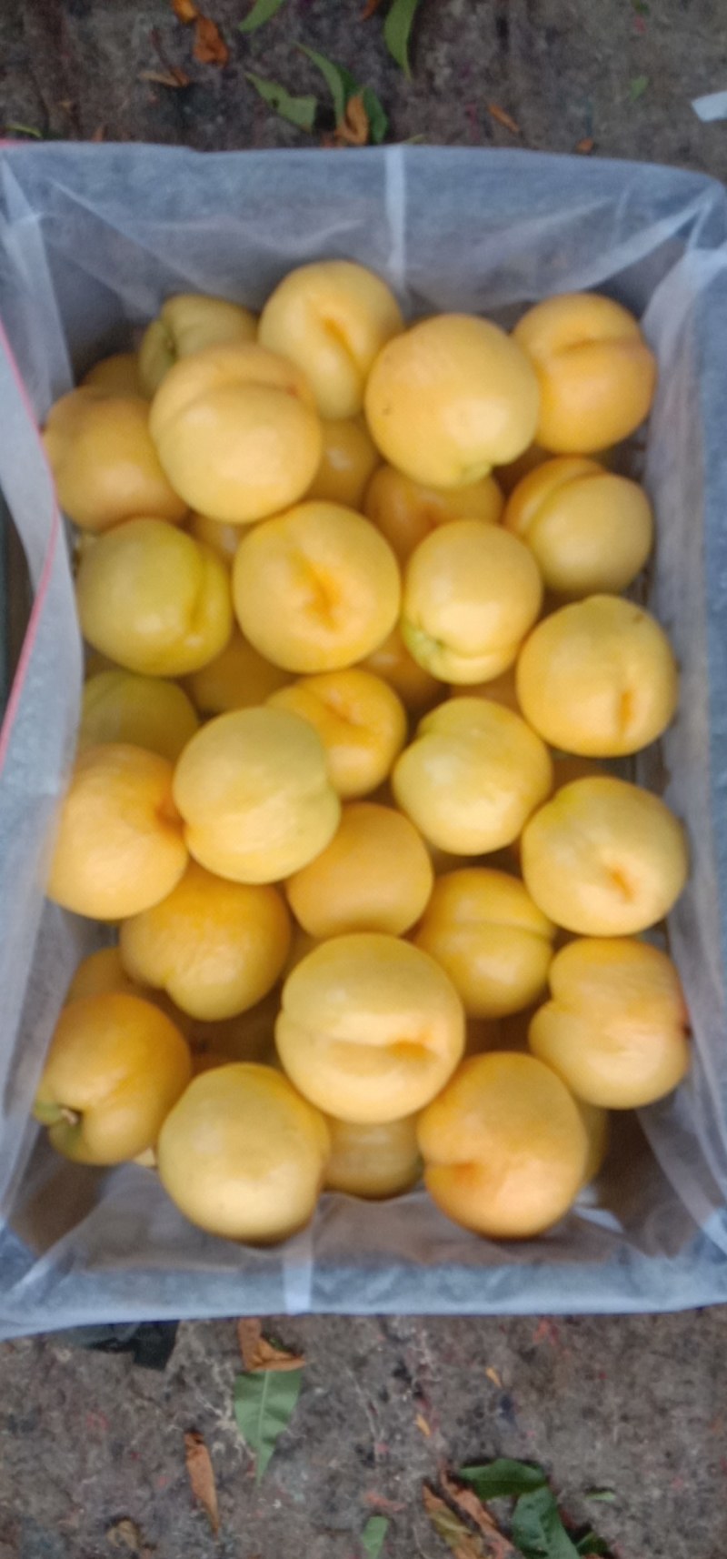 各种品种油桃毛桃大量上市，