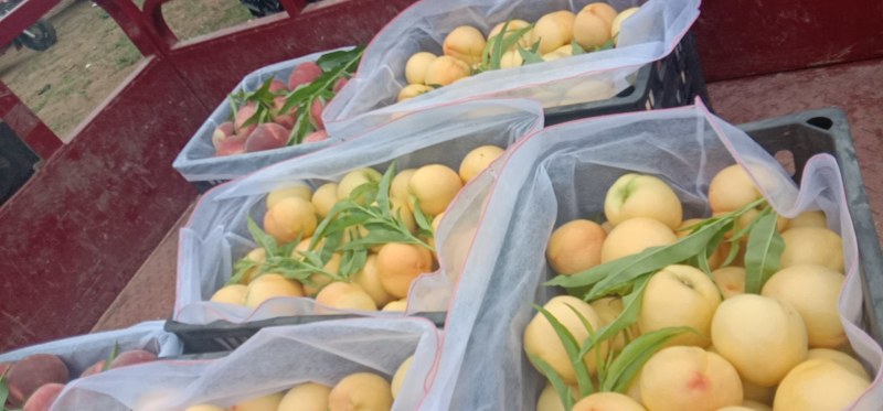 各种品种油桃毛桃大量上市，