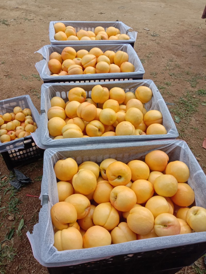 各种品种油桃毛桃大量上市，