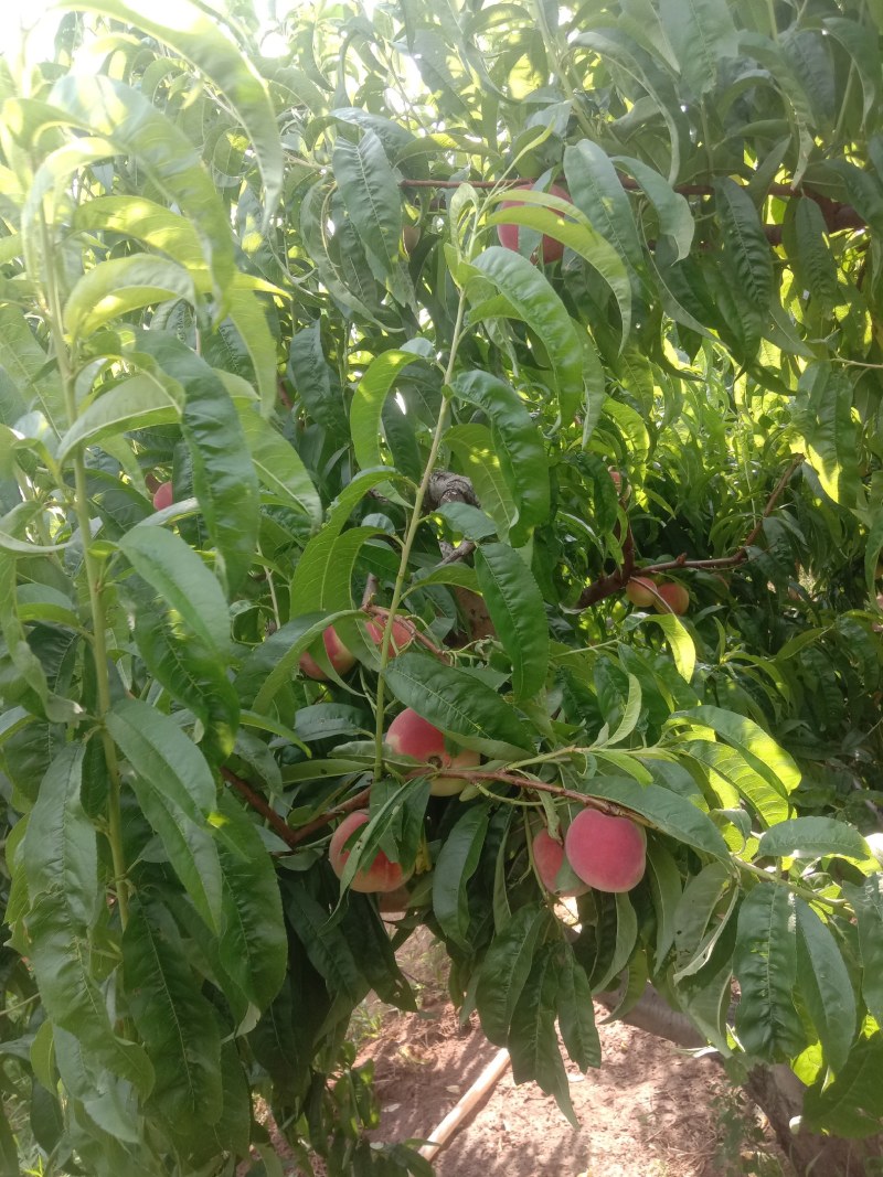 各种品种油桃毛桃大量上市，