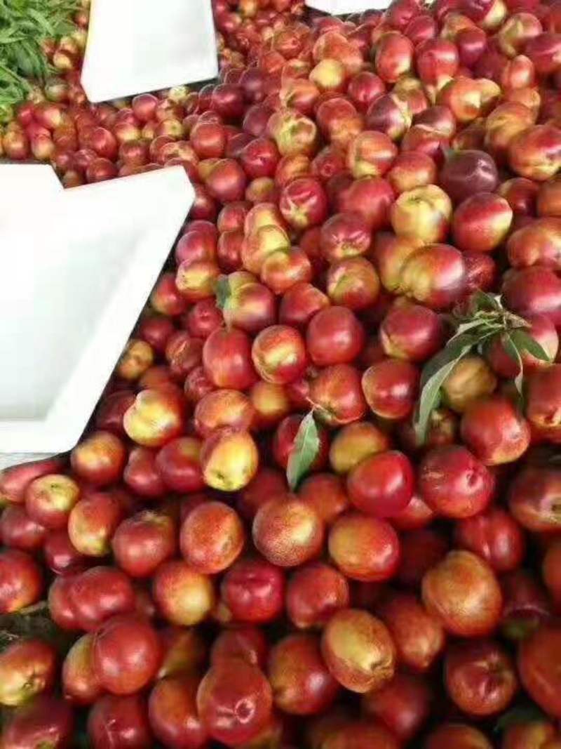 万亩大棚油桃大量上市了，产地直销，全国发货