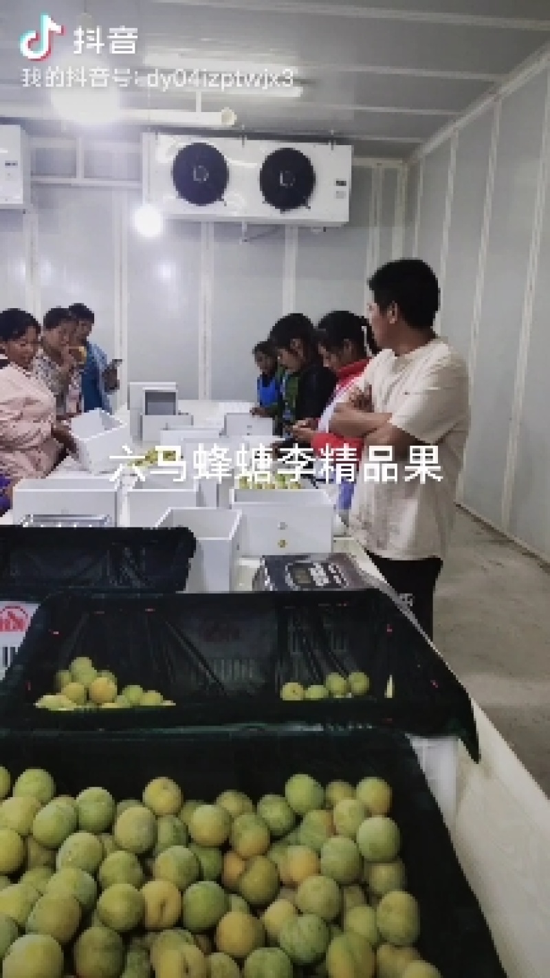 六马蜂螗李，原产地直供，一件代发，电商，