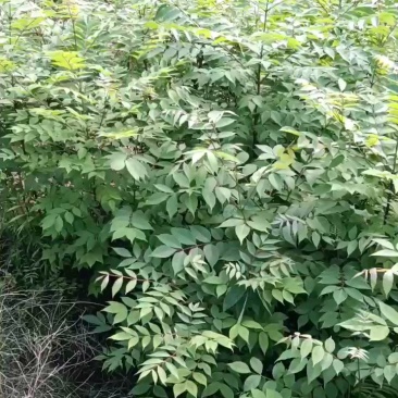 黄柏苗，黄柏苗培育基地，批发，零售，可绿化，可如药，