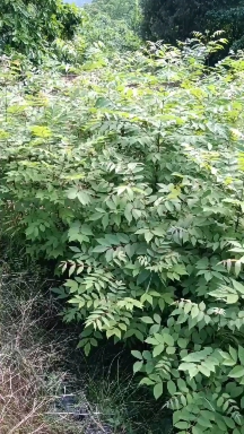 黄柏苗，黄柏苗培育基地，批发，零售，可绿化，可如药，