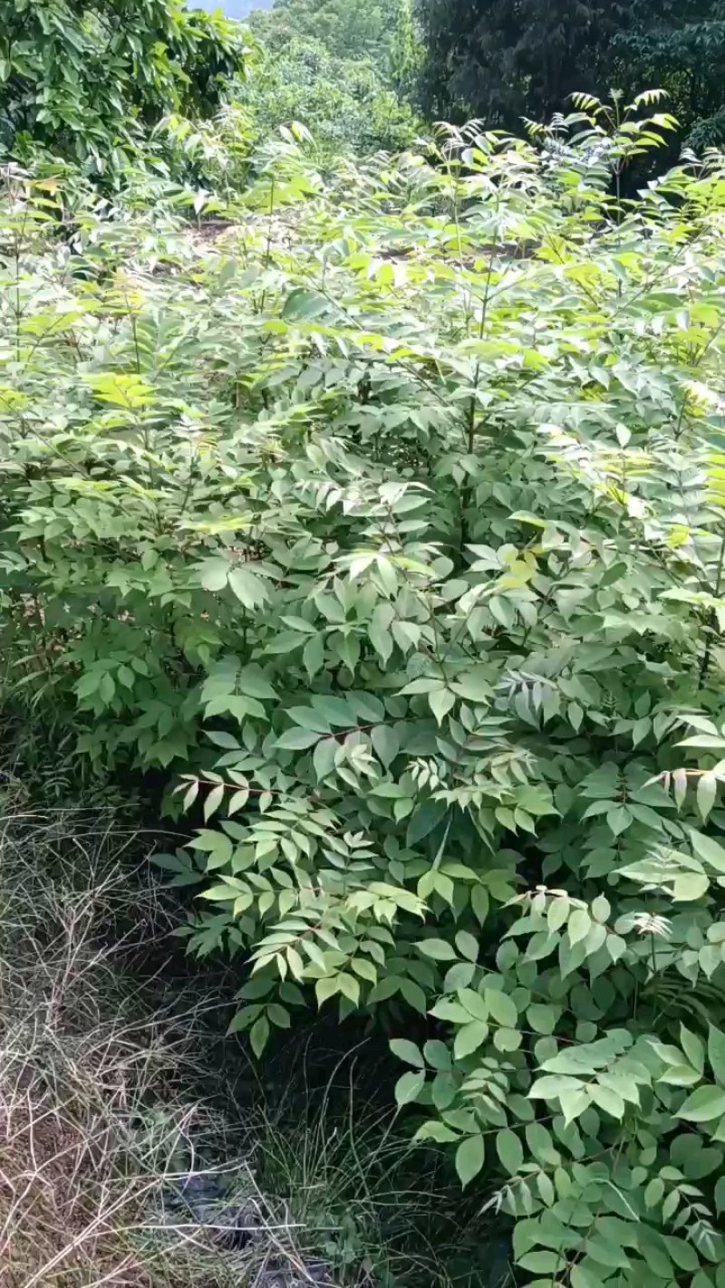 黄柏苗，黄柏苗培育基地，批发，零售，可绿化，可如药，