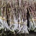 浙江品种铁皮石斛新鲜条有机基地现剪现发