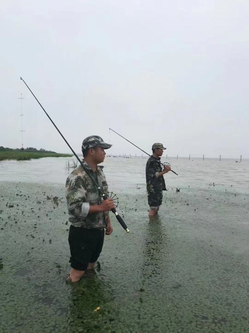 正宗洪湖YE甲鱼