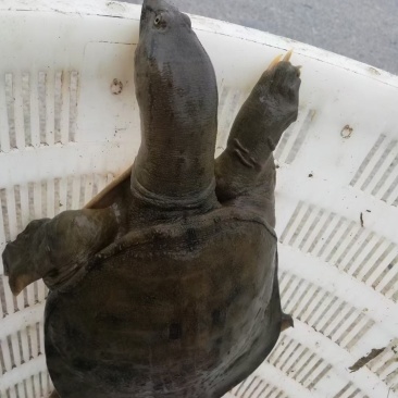 正宗洪湖YE甲鱼