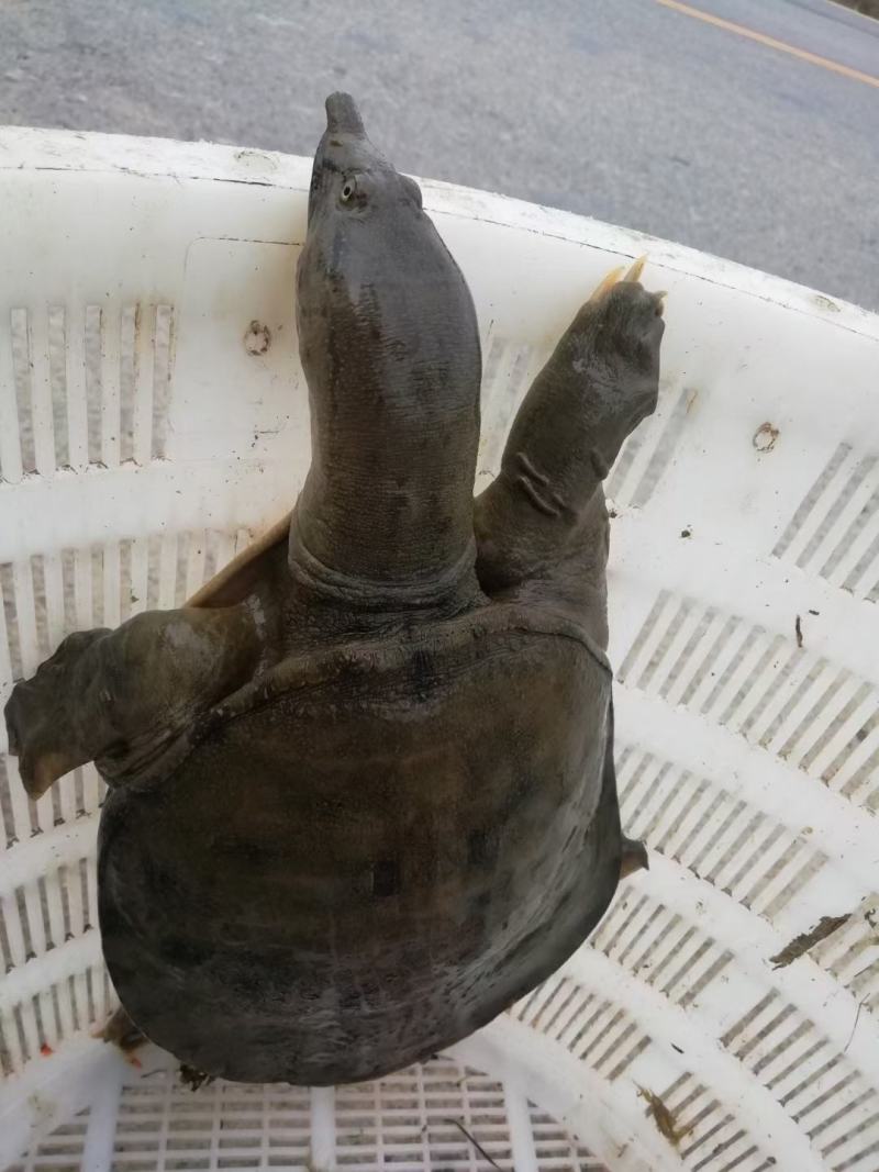 正宗洪湖YE甲鱼
