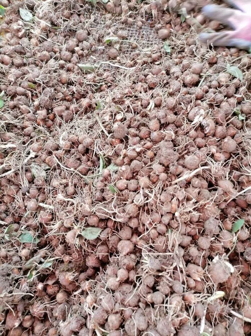 半夏种球干货种植基地自产自销全干野生货