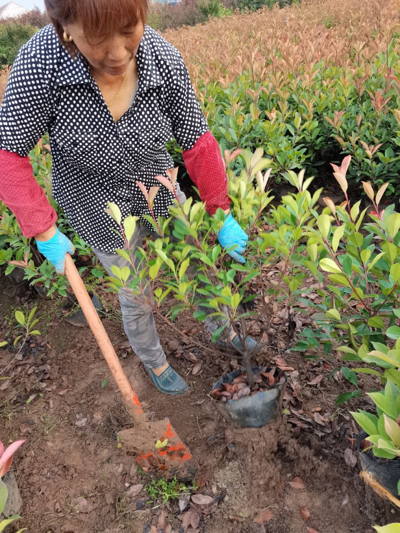大桶红叶石楠红叶石楠大桶中桶冠幅50高度60