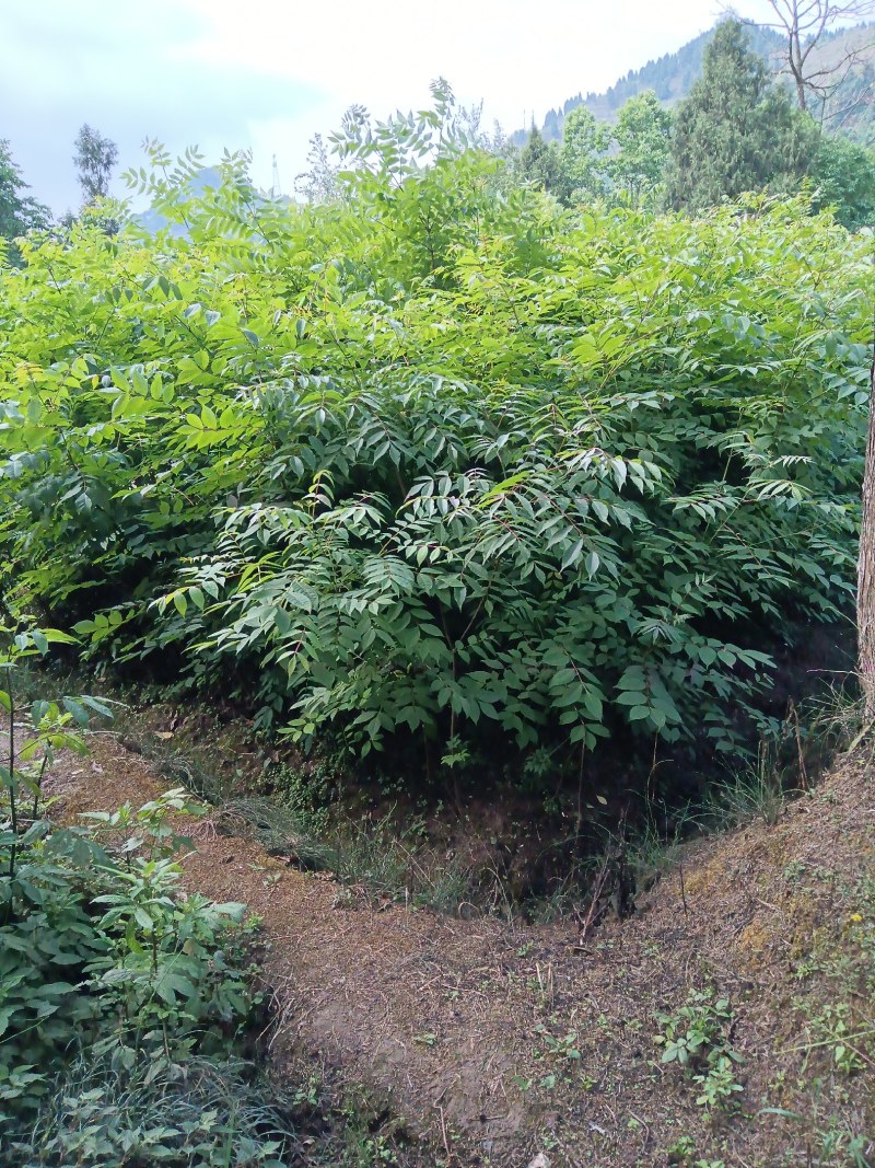 四川南充五倍子苗培育基地批发零售包技术，包回收，