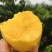 黄金油桃沂蒙山露天黄油桃香甜可口现摘现发包邮一件代发