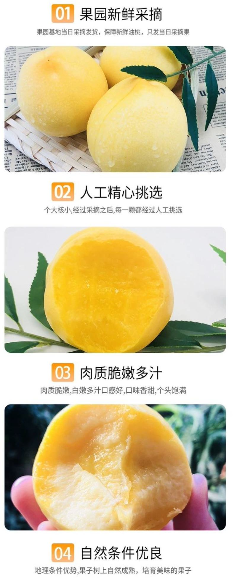 黄金油桃沂蒙山露天黄油桃香甜可口现摘现发包邮一件代发