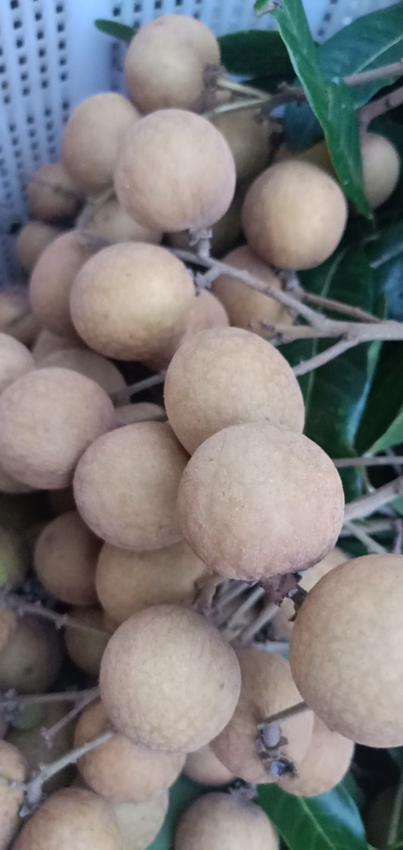 【推荐】精品龙眼产地直供石硖，储良龙眼，量大致电详谈