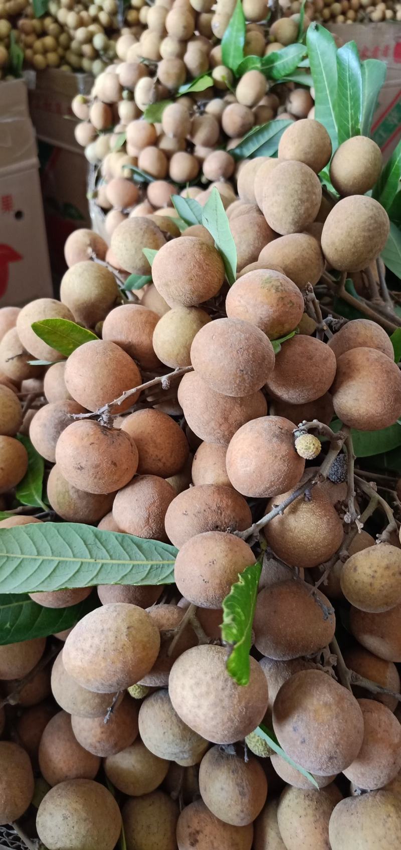 【推荐】精品龙眼产地直供石硖，储良龙眼，量大致电详谈