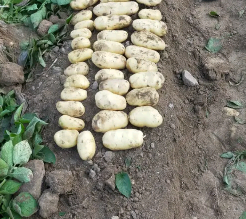 沃土5号，土豆，产地直销，大量供应，全国代发