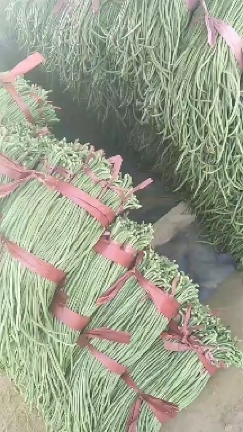 长豆角白条豆角上市中精品，产地直销！腌制市场都可以做