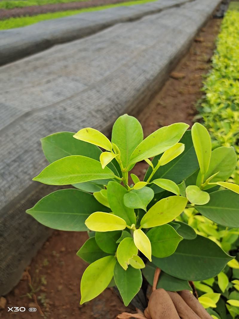 大量黄金榕上市，需要老板赶紧下单吧，季节过了涨价