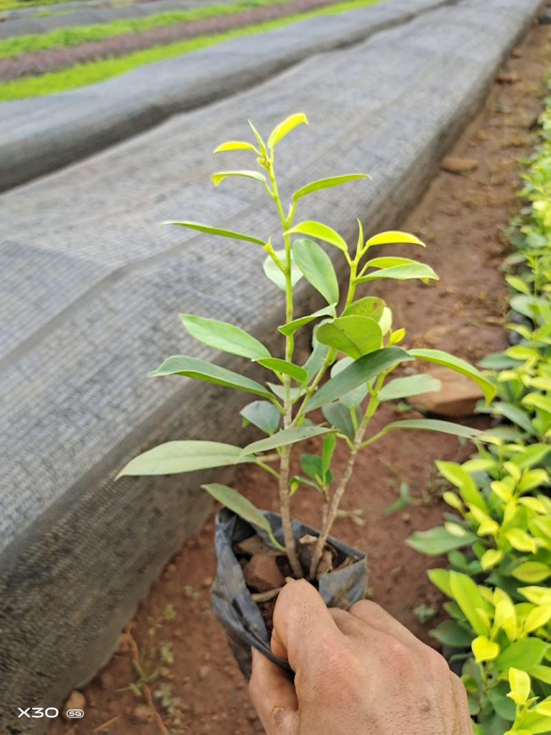大量黄金榕上市，需要老板赶紧下单吧，季节过了涨价