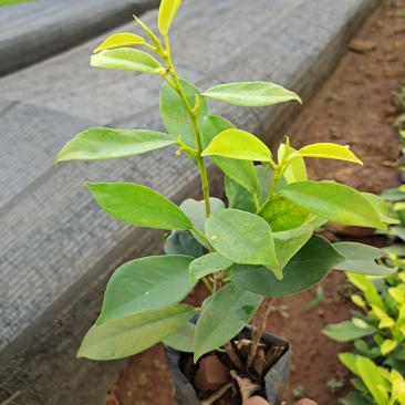 大量黄金榕上市，需要老板赶紧下单吧，季节过了涨价