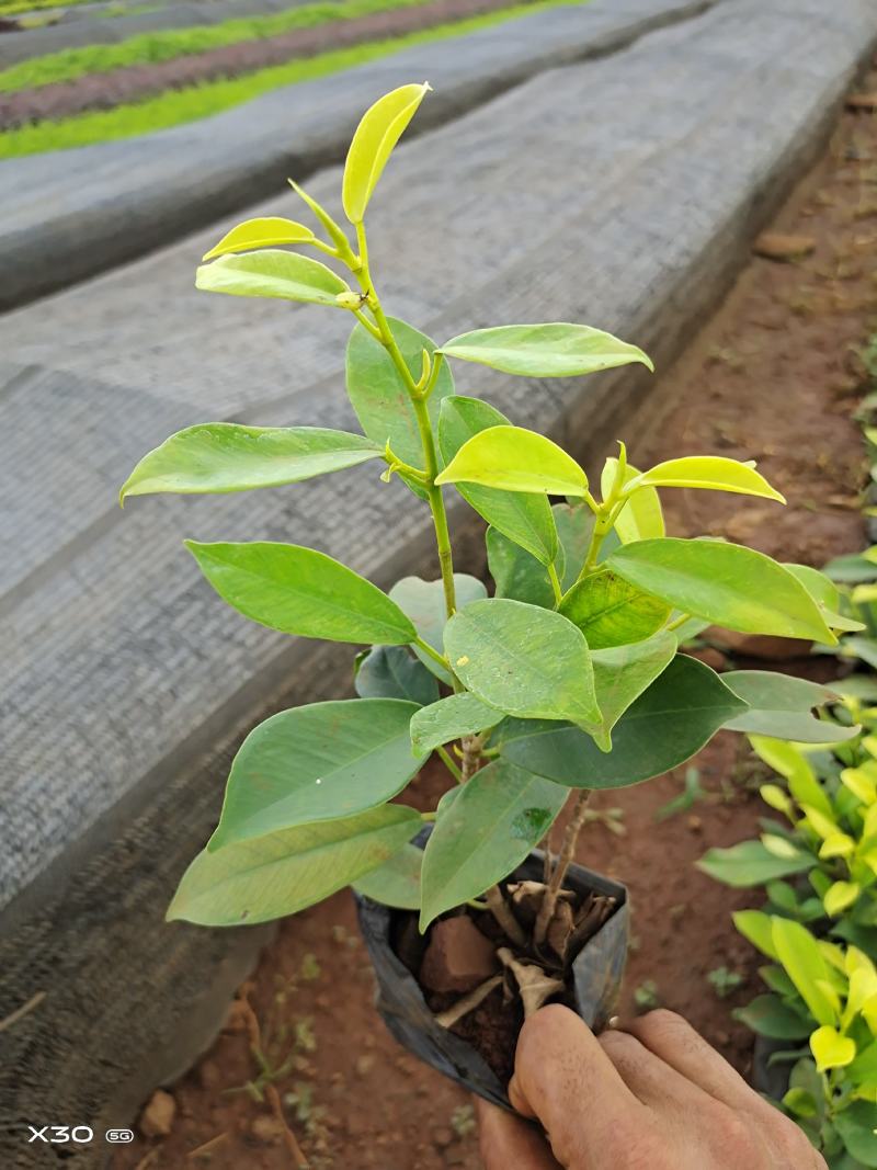 大量黄金榕上市，需要老板赶紧下单吧，季节过了涨价
