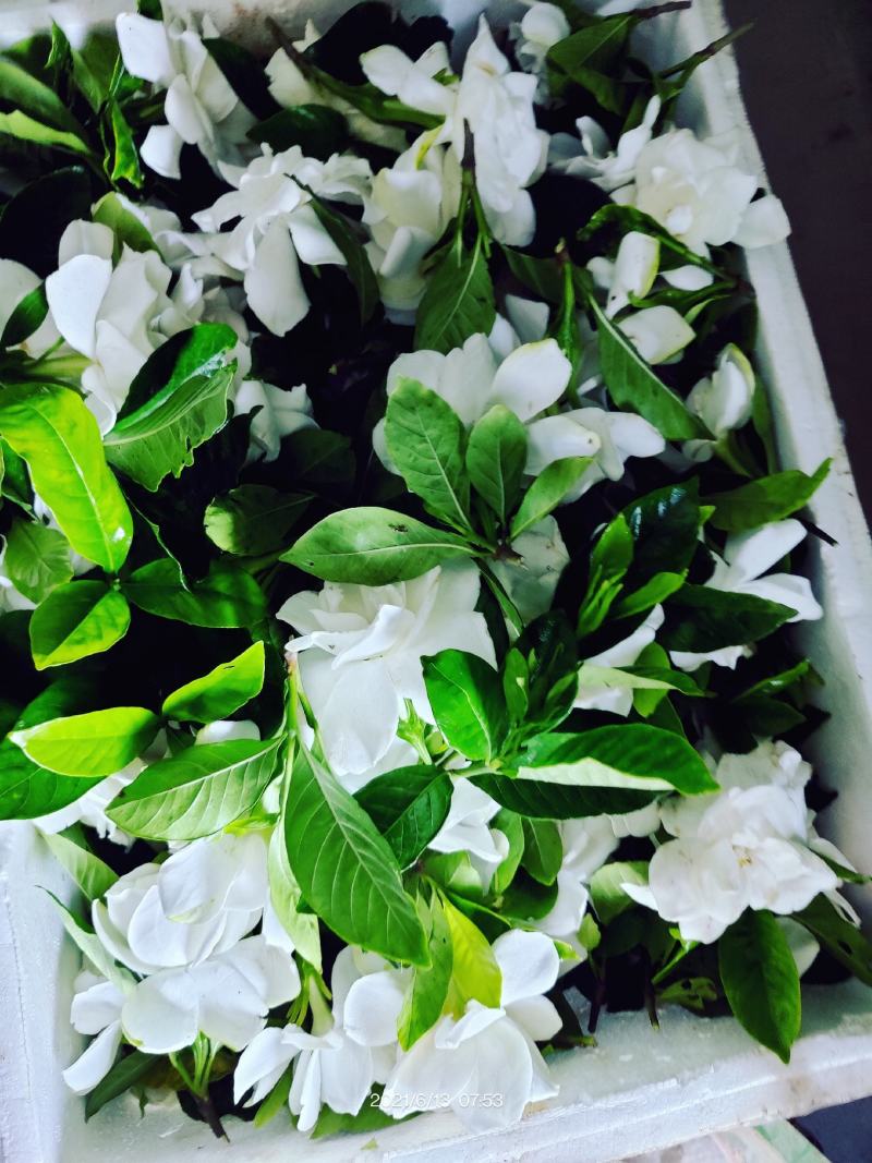 栀子鲜花（重瓣栀子鲜花）