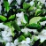 栀子鲜花（重瓣栀子鲜花）