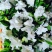 栀子鲜花（重瓣栀子鲜花）