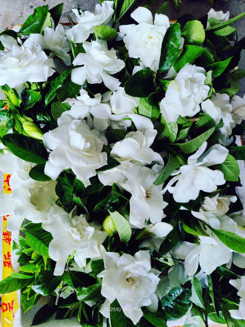 栀子鲜花（重瓣栀子鲜花）