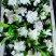 栀子鲜花（重瓣栀子鲜花）