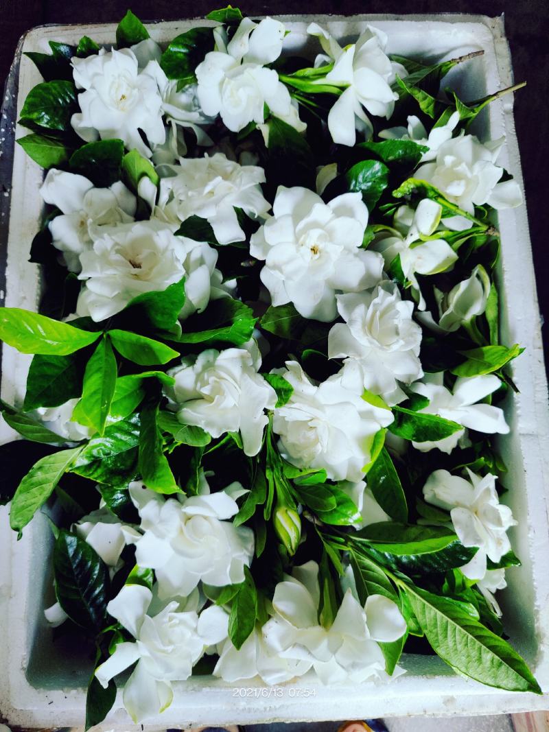 栀子鲜花（重瓣栀子鲜花）