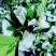 栀子鲜花（重瓣栀子鲜花）