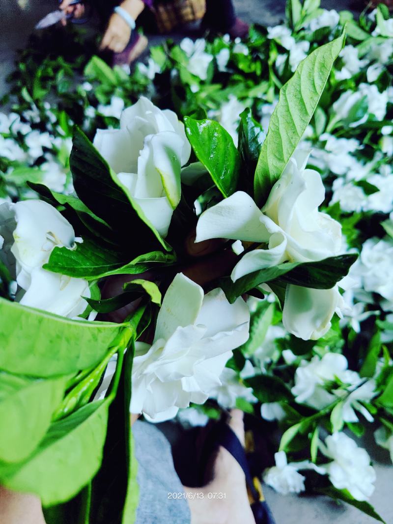 栀子鲜花（重瓣栀子鲜花）