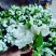 栀子鲜花（重瓣栀子鲜花）