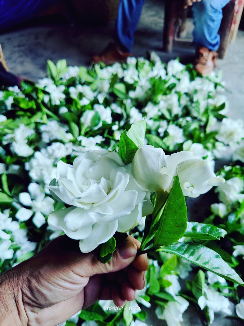 栀子鲜花（重瓣栀子鲜花）
