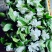 栀子鲜花（重瓣栀子鲜花）