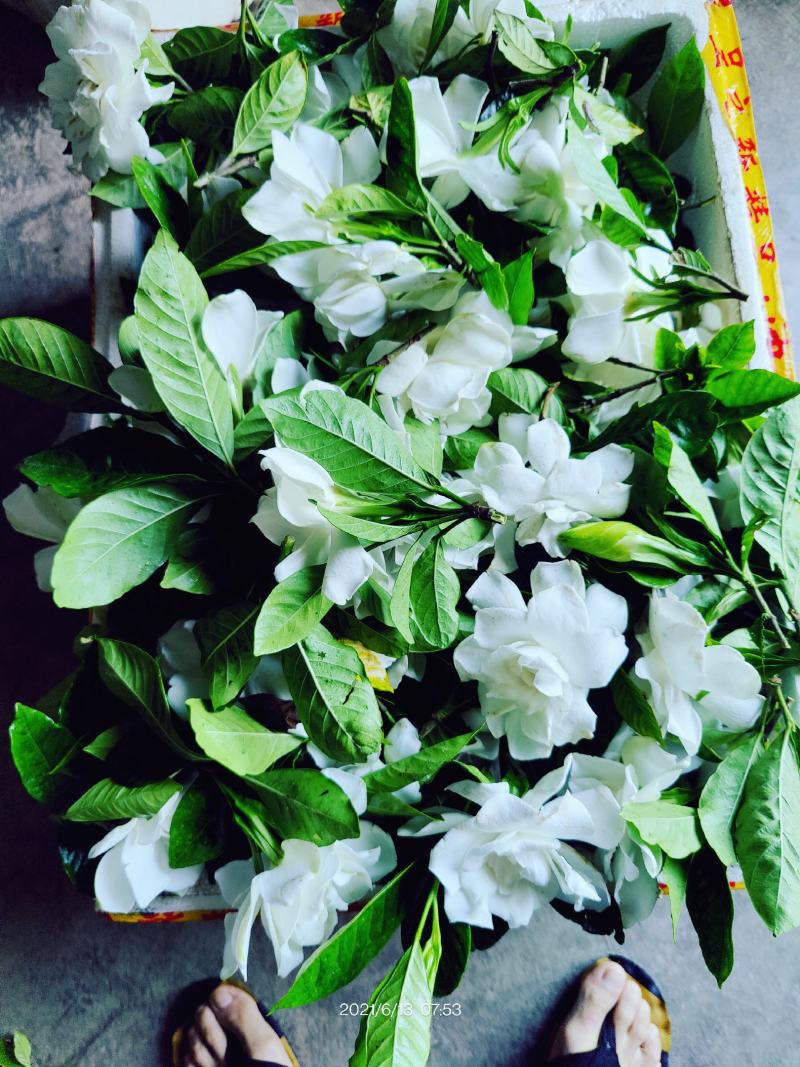 栀子鲜花（重瓣栀子鲜花）