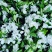 栀子鲜花（重瓣栀子鲜花）