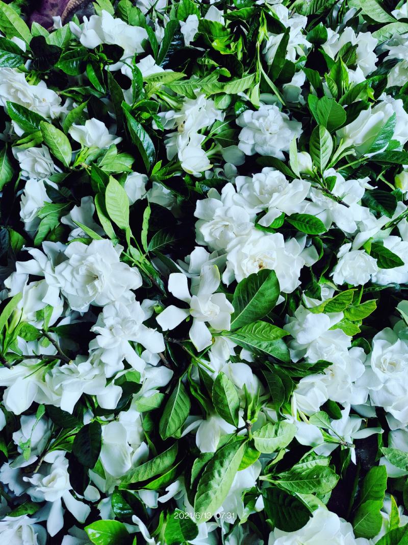 栀子鲜花（重瓣栀子鲜花）