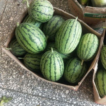小吊瓜