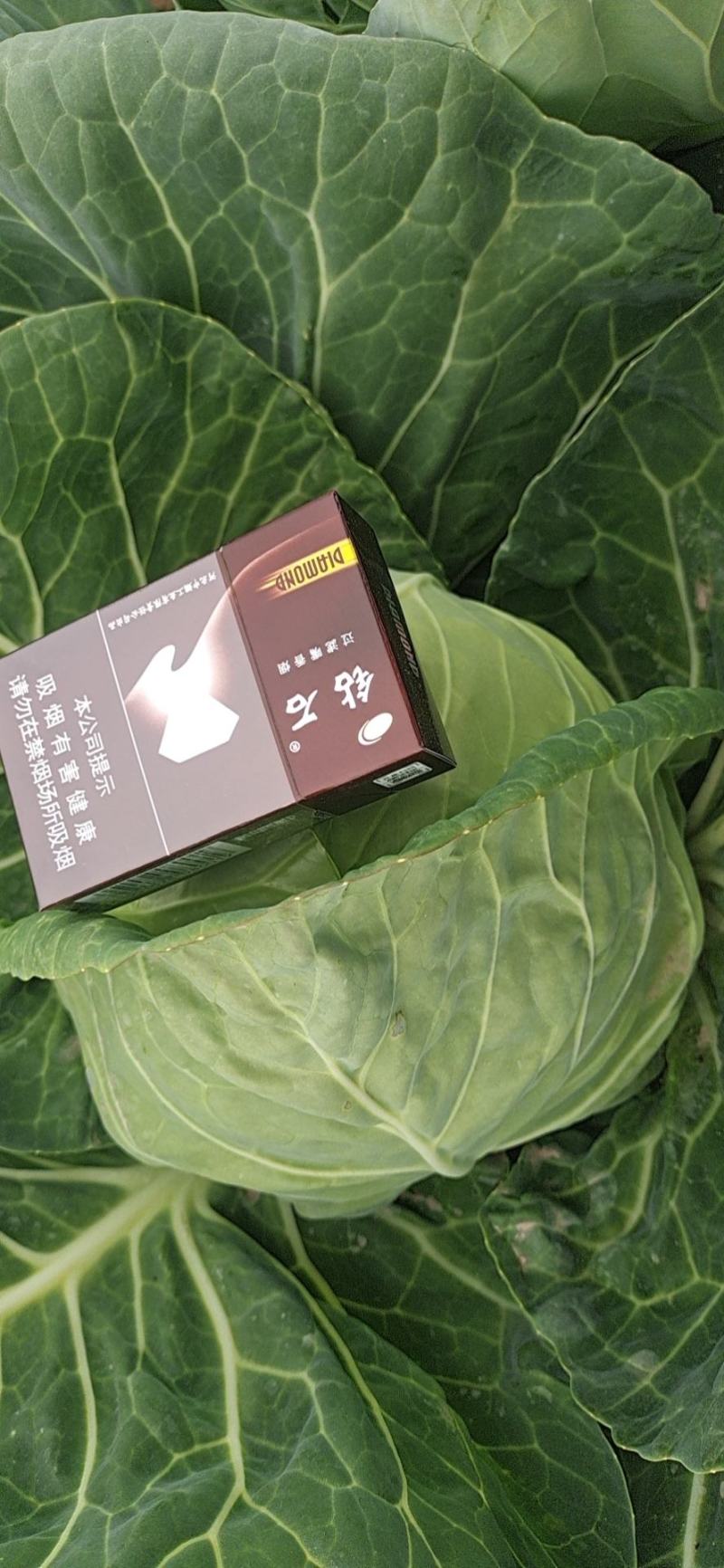 甘蓝