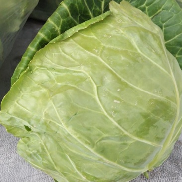 甘蓝