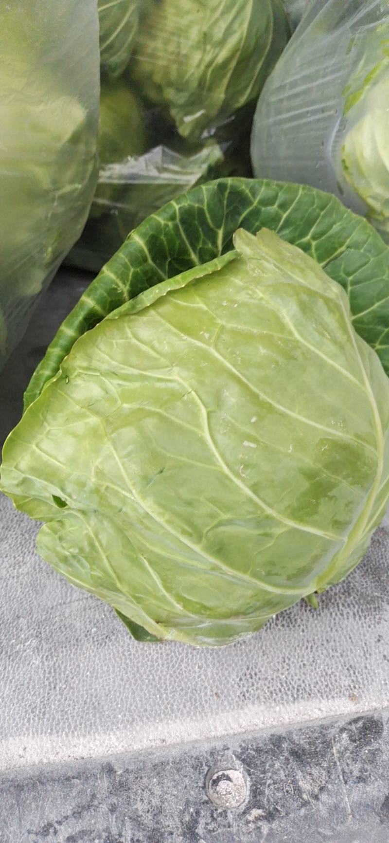 甘蓝