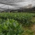 古龙大红八角直生苗嫁接苗大量种植产量高回报高